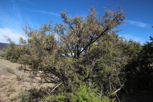 Asparagus burchellii (Asparagus burchellii)