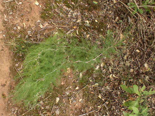 Asparagus burchellii (Asparagus burchellii)
