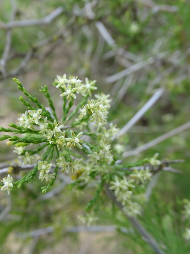 Asparagus burchellii (Asparagus burchellii)