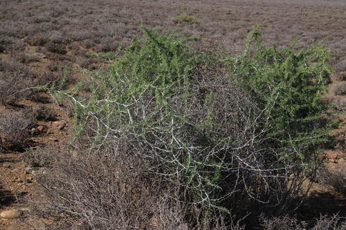 Asparagus burchellii (Asparagus burchellii)