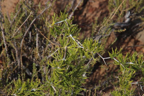 Asparagus burchellii (Asparagus burchellii)