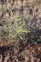 Asparagus burchellii (Asparagus burchellii)
