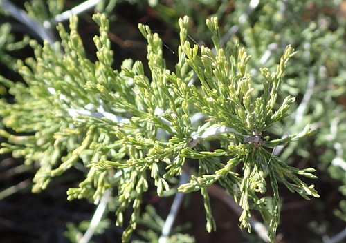 Asparagus burchellii (Asparagus burchellii)