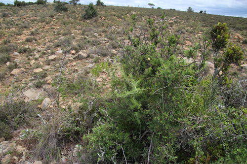 Asparagus burchellii (Asparagus burchellii)