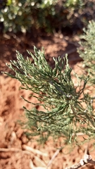 Asparagus burchellii (Asparagus burchellii)