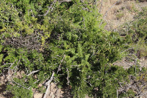 Asparagus burchellii (Asparagus burchellii)
