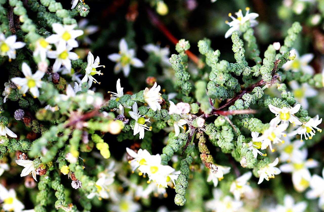 Wild asparagus: Asparagus capensis L. - Elandsbaai, West Coast, Cape Town, South Africa