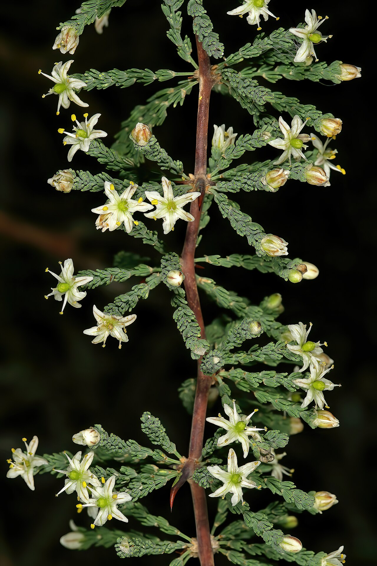 Wild asparagus: Asparagus capensis var. capensis , flowers; in strandveld, West Coast, along R27 near Koeberg-Atlantis turn-off, Western Cape, South Africa