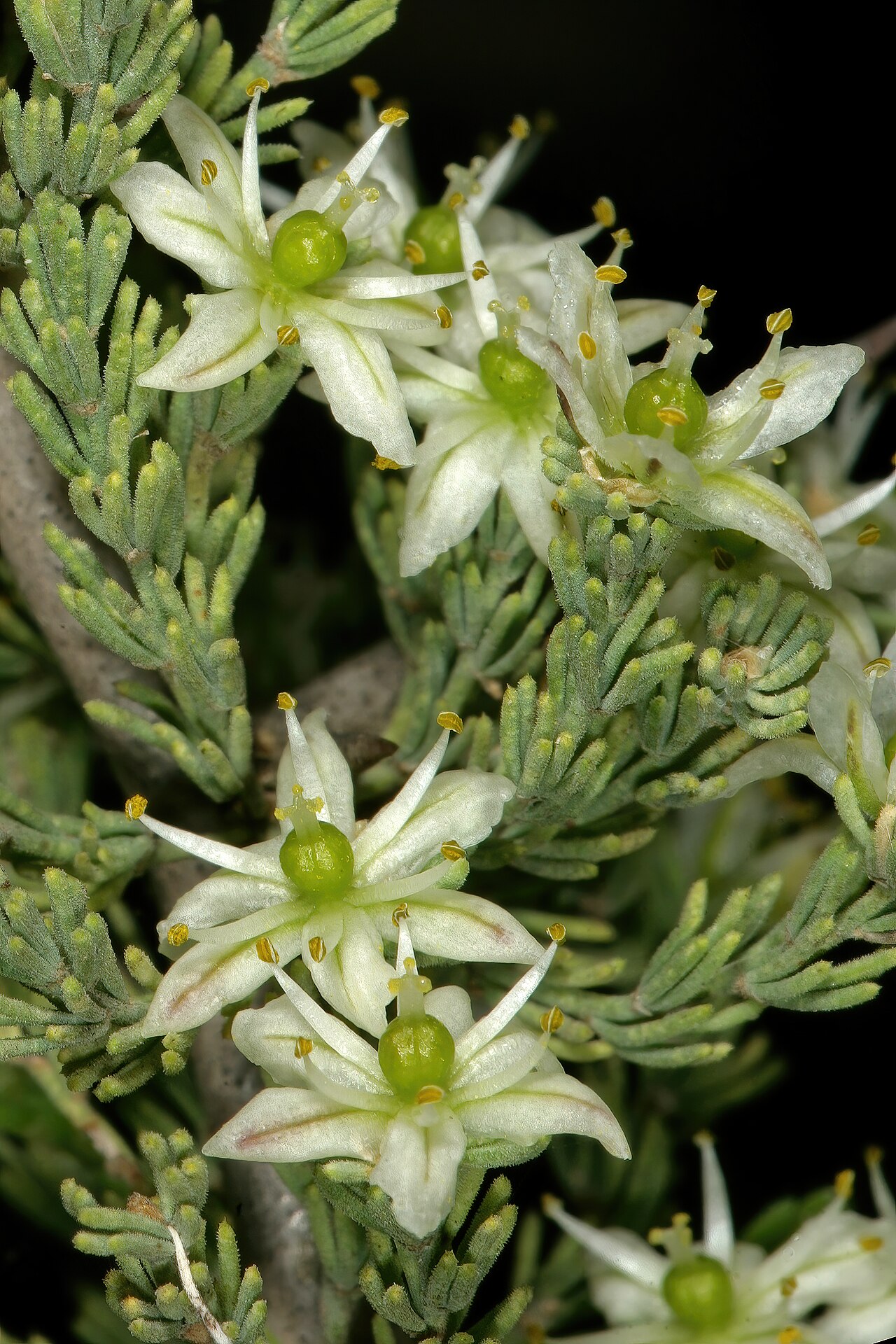 Wild asparagus: Asparagus capensis var. capensis , flowers; Rondeberg Private Nature Reserve, Darling, Western Cape, South Africa