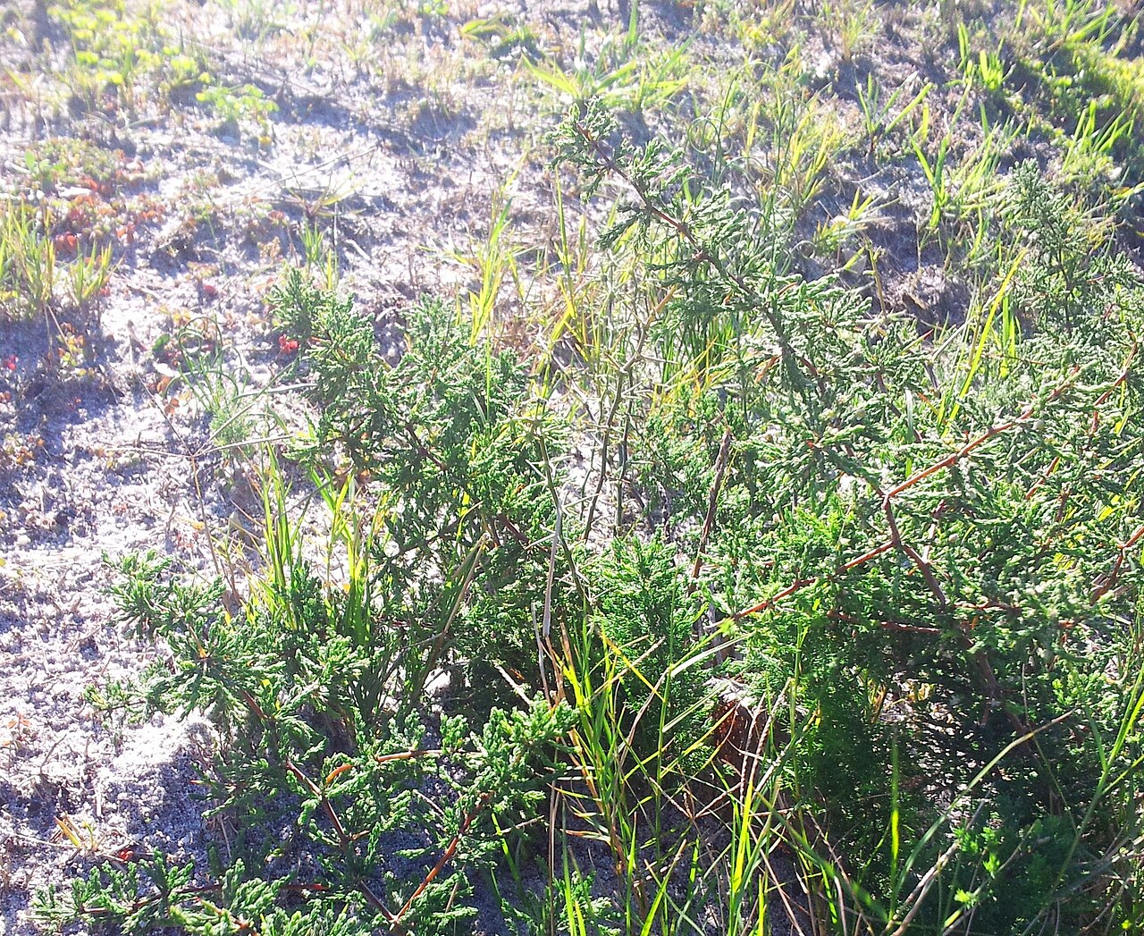 Wild asparagus: Asparagus capensis var. capensis - Kenwyn Nature Park Cape Town