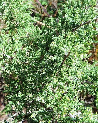 Wild asparagus: Asparagus capensis - Cape Town