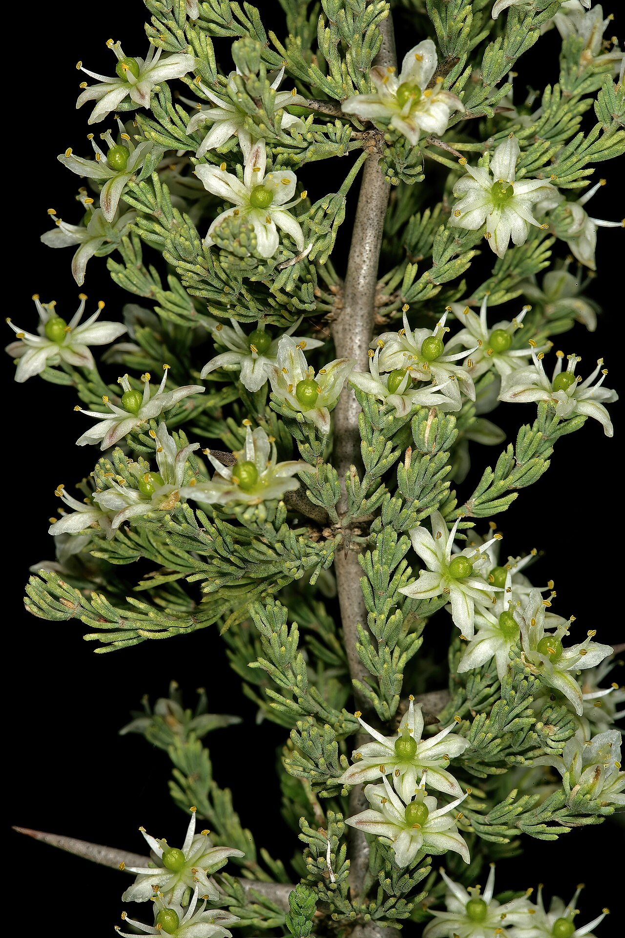 Wild asparagus: Asparagus capensis var. capensis , flowers; Rondeberg Private Nature Reserve, Darling, Western Cape, South Africa