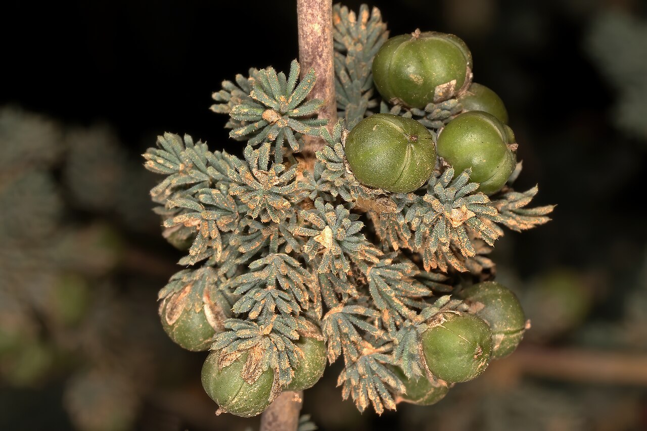 Wild asparagus: Asparagus capensis var. capensis , developing fruit; lowlands between Porterville and Citrusdal, Western Cape, South Africa.
