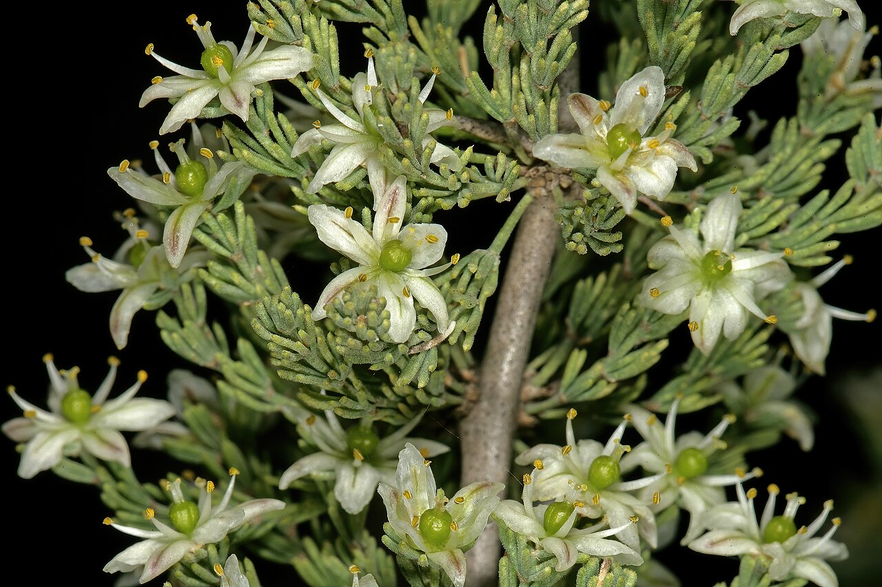 Wild asparagus: Asparagus capensis var. capensis , flowers; Rondeberg Private Nature Reserve, Darling, Western Cape, South Africa