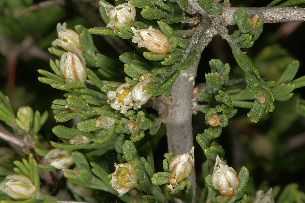 Wild asparagus: Asparagus capensis var. capensis , flowers; Cape Point Nature Reserve, Cape Town, Western Cape, South Africa