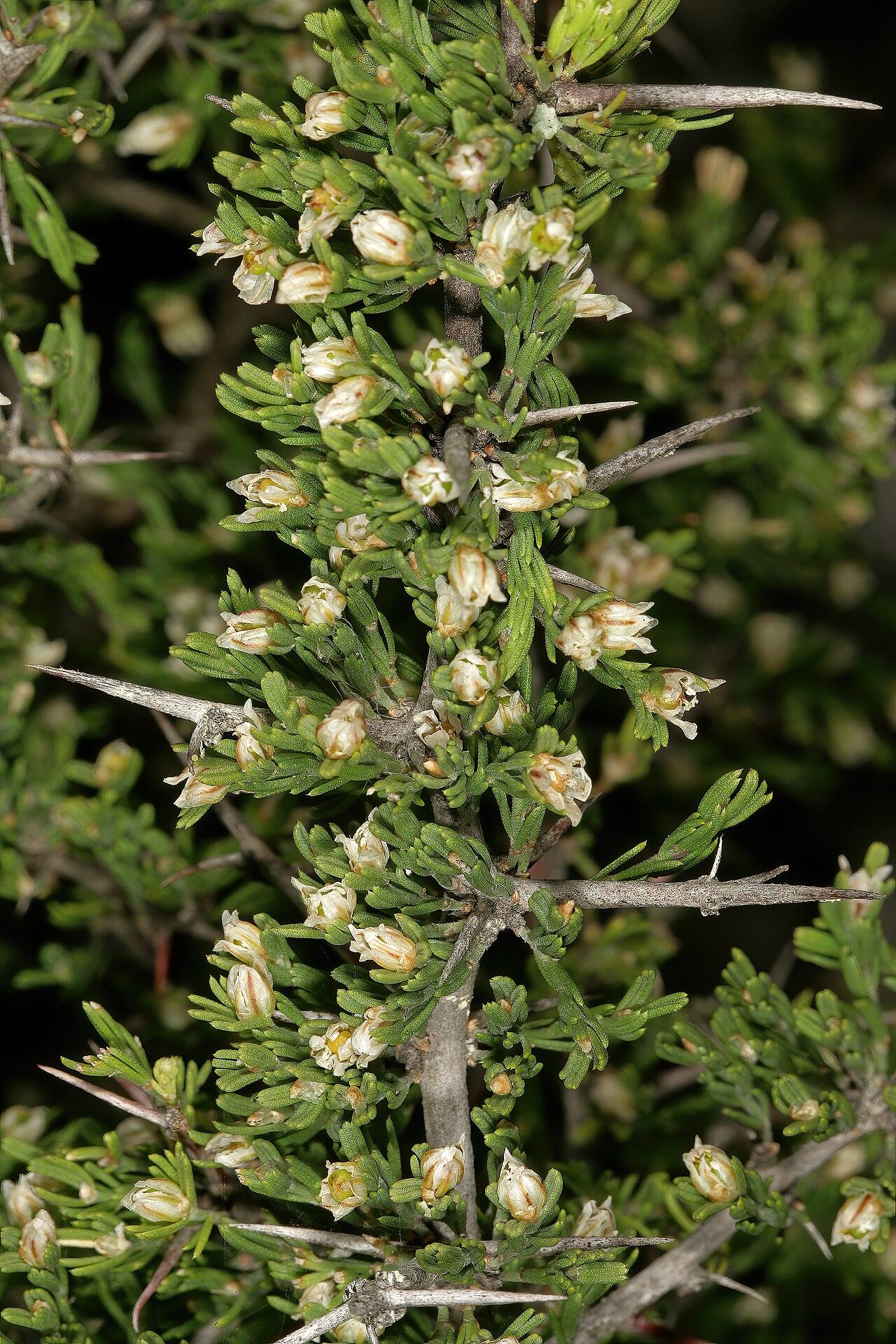 Wild asparagus: Asparagus capensis var. capensis , flowers; Cape Point Nature Reserve, Cape Town, Western Cape, South Africa