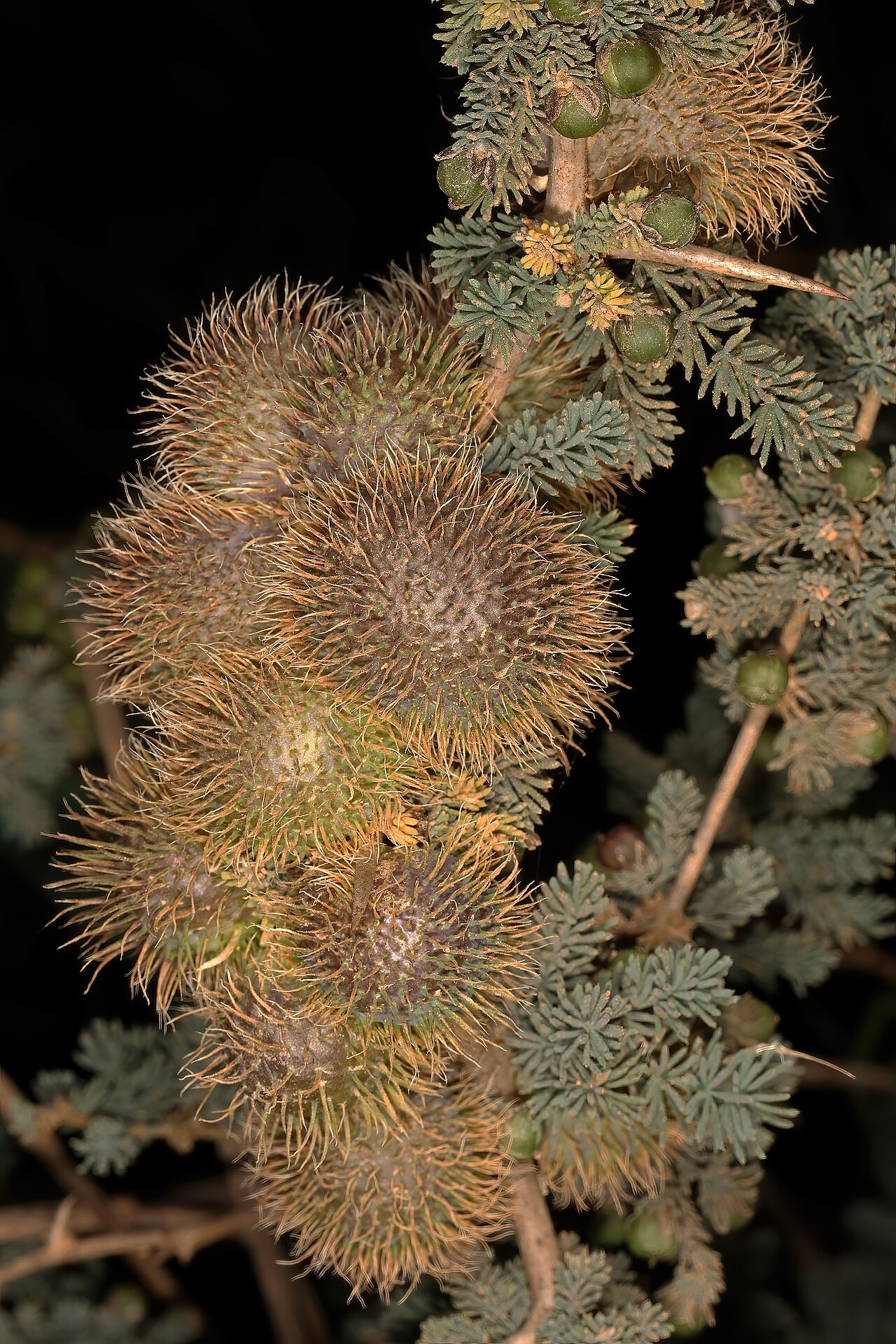 Wild asparagus: Asparagus capensis var. capensis , developing fruit and hairy, spherical galls (causative agent unknown); lowlands between Porterville and Citrusdal, Western Ca