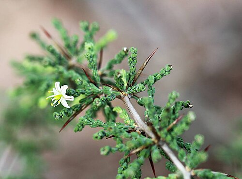 Wild asparagus: Asparagus capensis L. - Elandsbaai, West Coast, Cape Town, South Africa