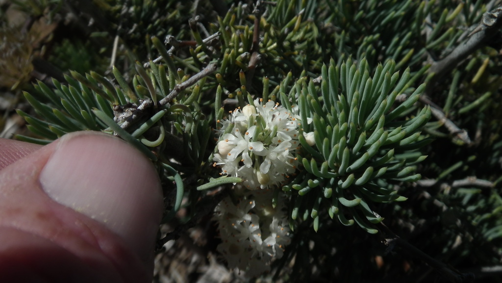 Asparagus crassicladus (Asparagus crassicladus)
