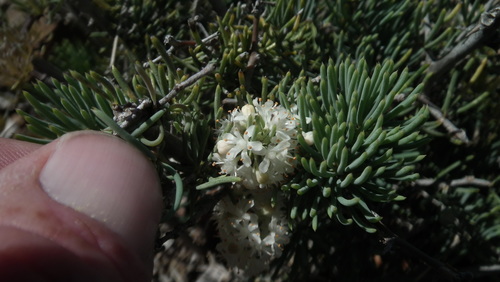 Asparagus crassicladus (Asparagus crassicladus)