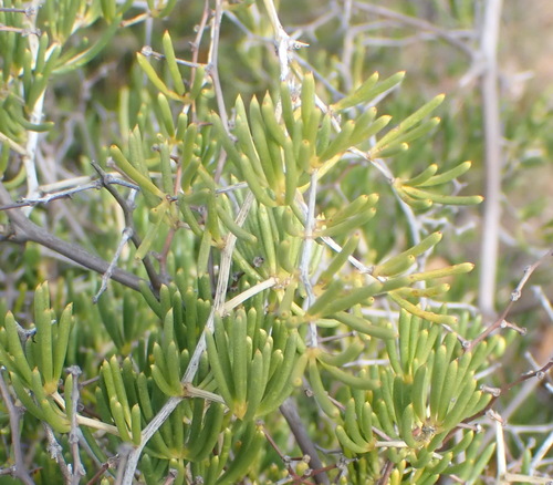 Asparagus crassicladus (Asparagus crassicladus)