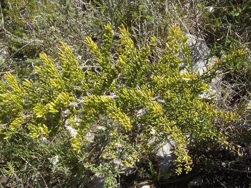 Asparagus crassicladus (Asparagus crassicladus)