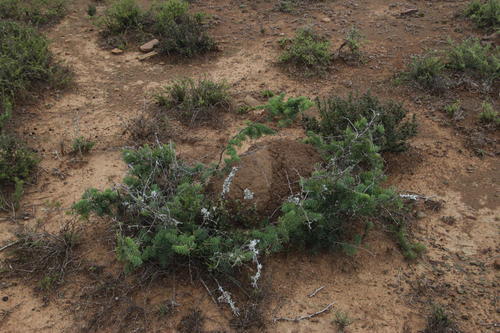 Asparagus crassicladus (Asparagus crassicladus)