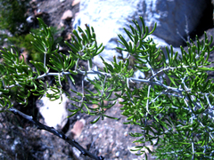Asparagus crassicladus (Asparagus crassicladus)