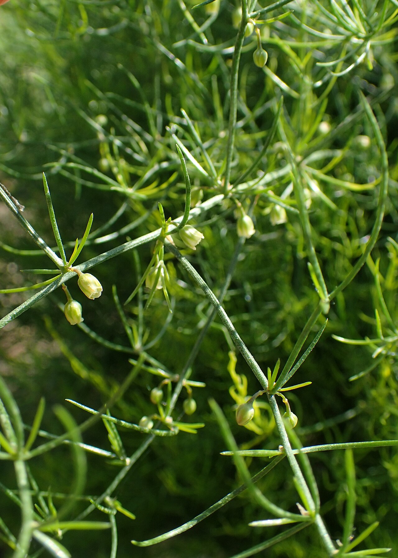 Asparagus davuricus: Asparagus dauricus in the Botanischer Garten, Berlin-Dahlem