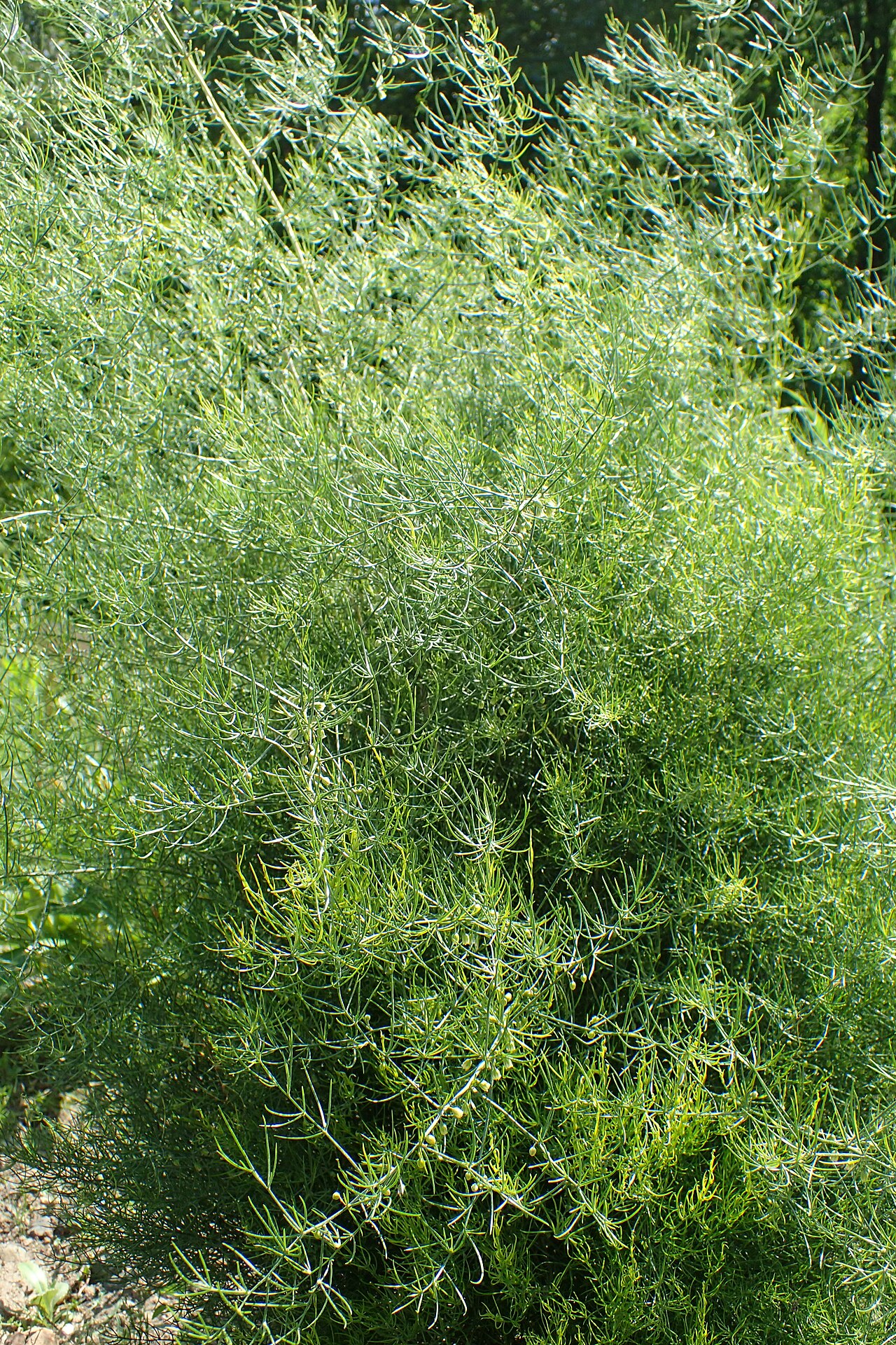 Asparagus davuricus: Asparagus dauricus in the Botanischer Garten, Berlin-Dahlem