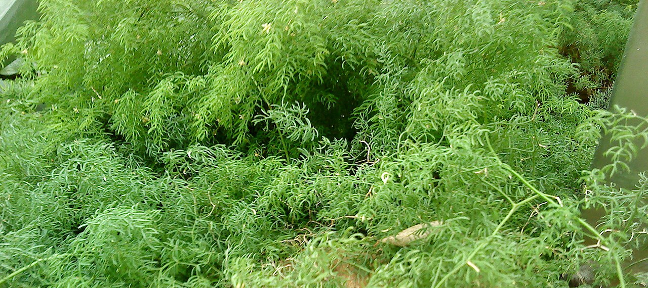 Asparagus declinatus: Asparagus crispus