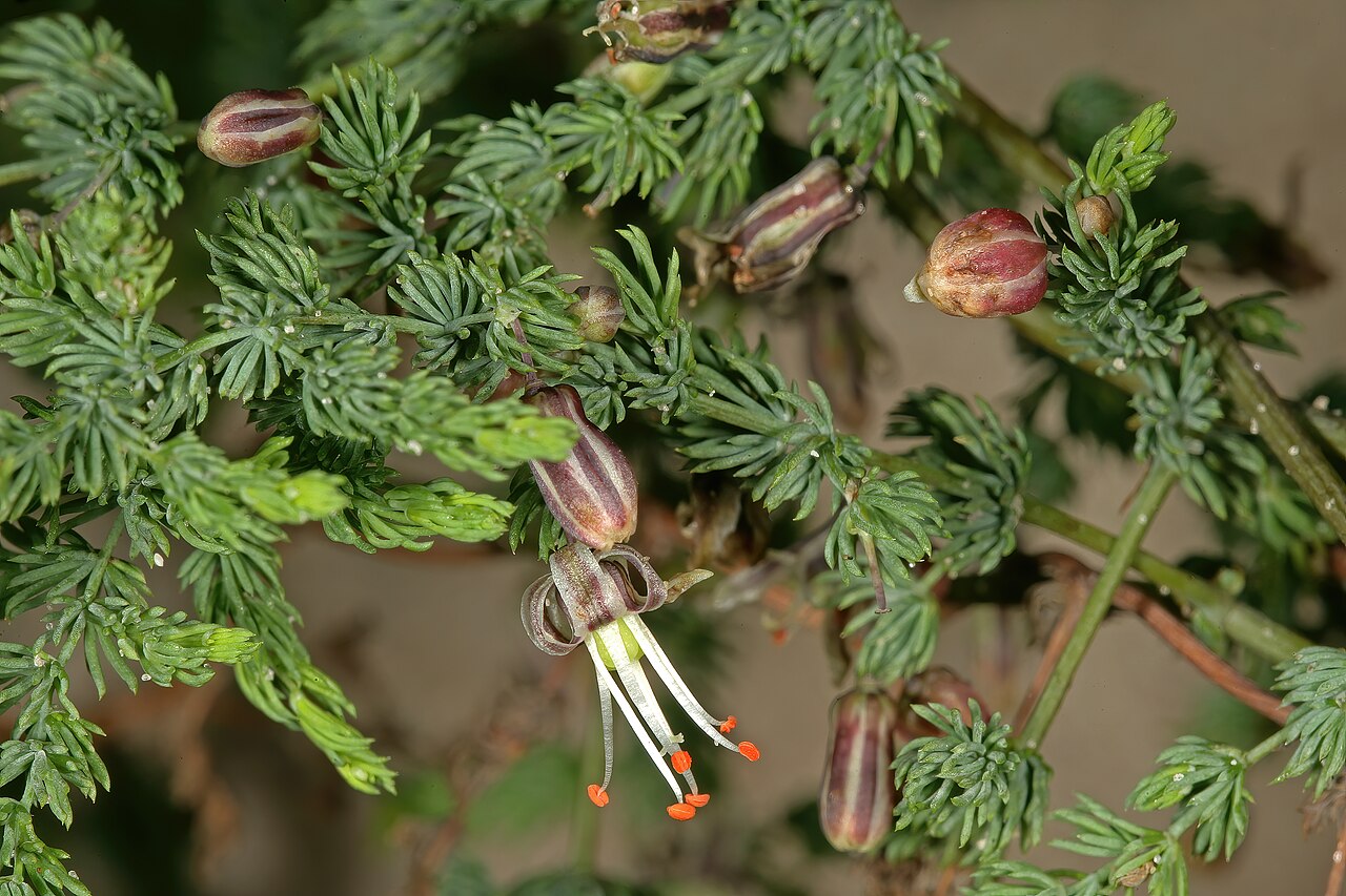 Asparagus declinatus: Asparagus declinatus , flowers; in coastal dune scrub, Melkbosstrand, West Coast, Western Cape, South Africa