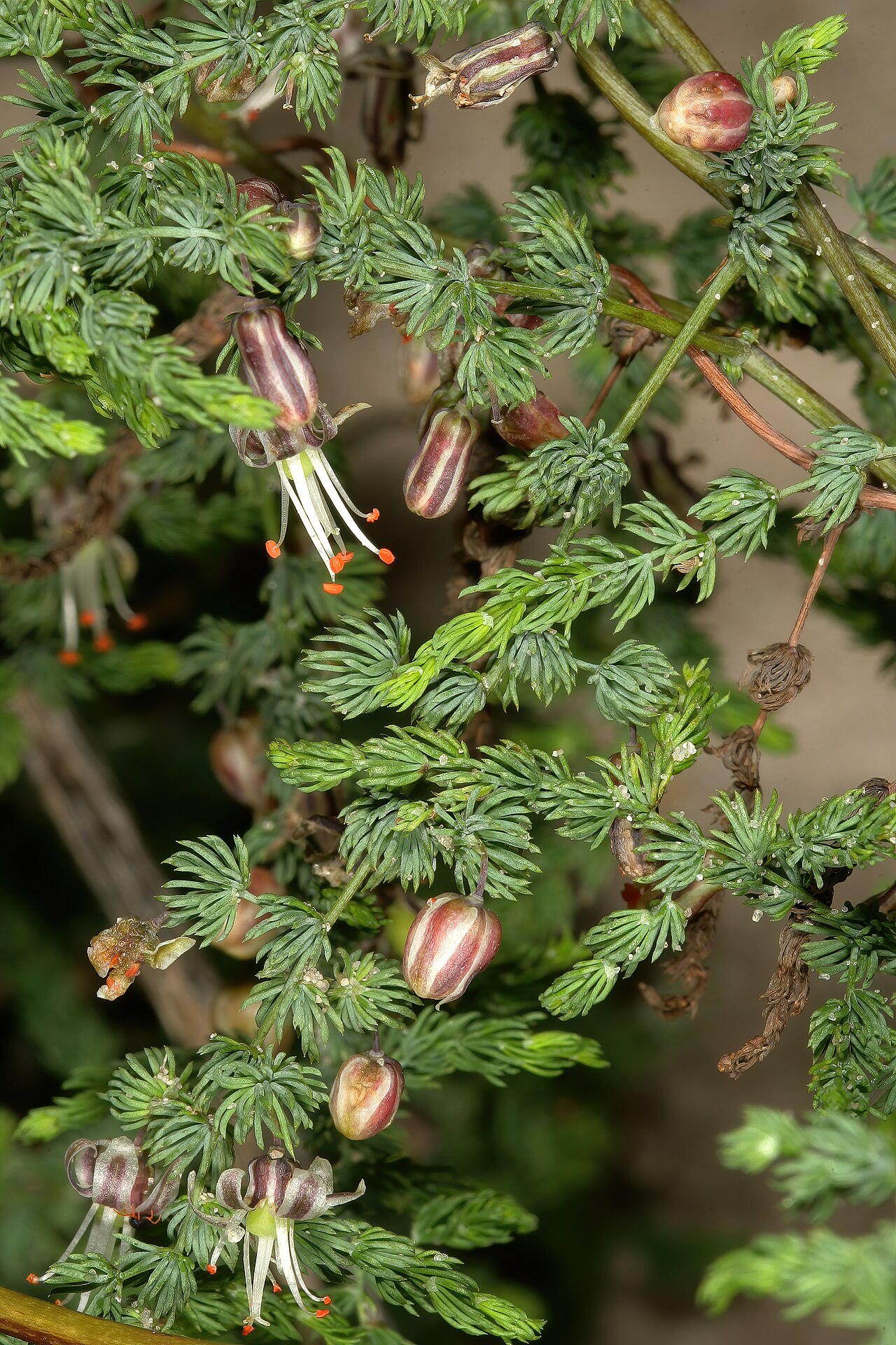 Asparagus declinatus: Asparagus declinatus , flowers; in coastal dune scrub, Melkbosstrand, West Coast, Western Cape, South Africa