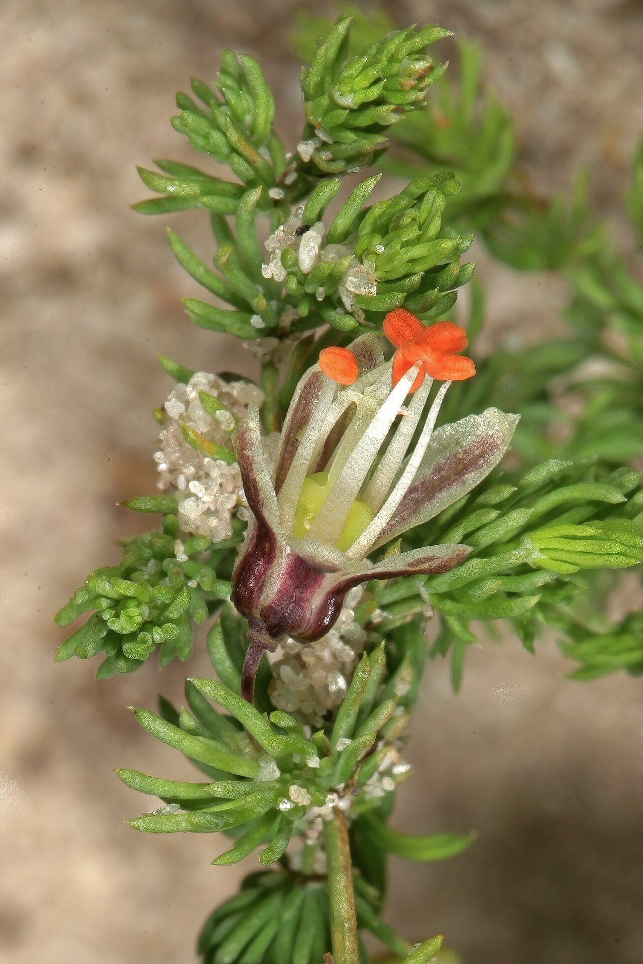 Asparagus declinatus: Asparagus declinatus , flower, plant with adherent sand grains; in coastal dune scrub, Melkbosstrand, West Coast, Western Cape, South Africa