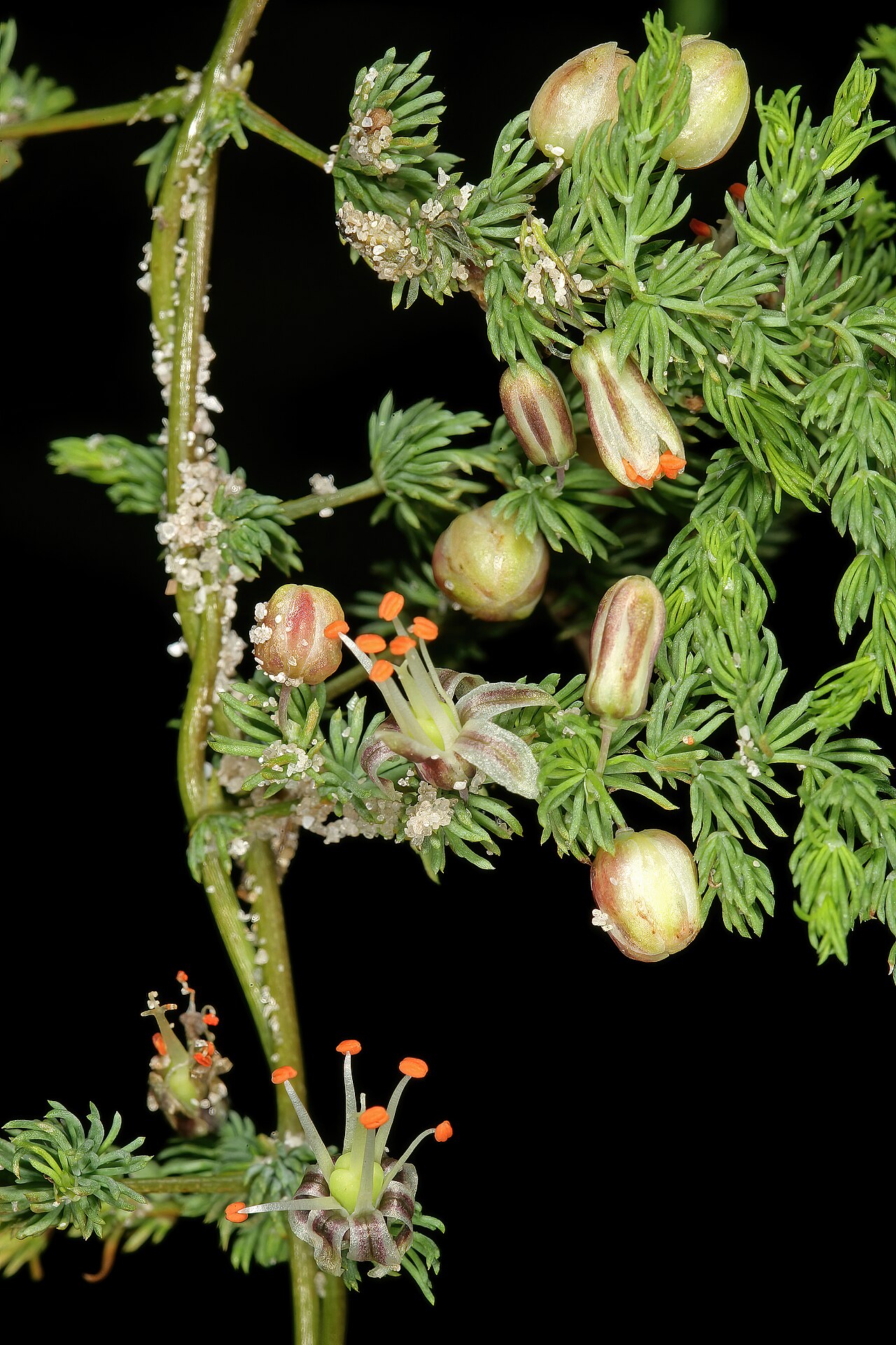 Asparagus declinatus: Asparagus declinatus , flowers, plant with adherent sand grains; in coastal dune scrub, Melkbosstrand, West Coast, Western Cape, South Africa
