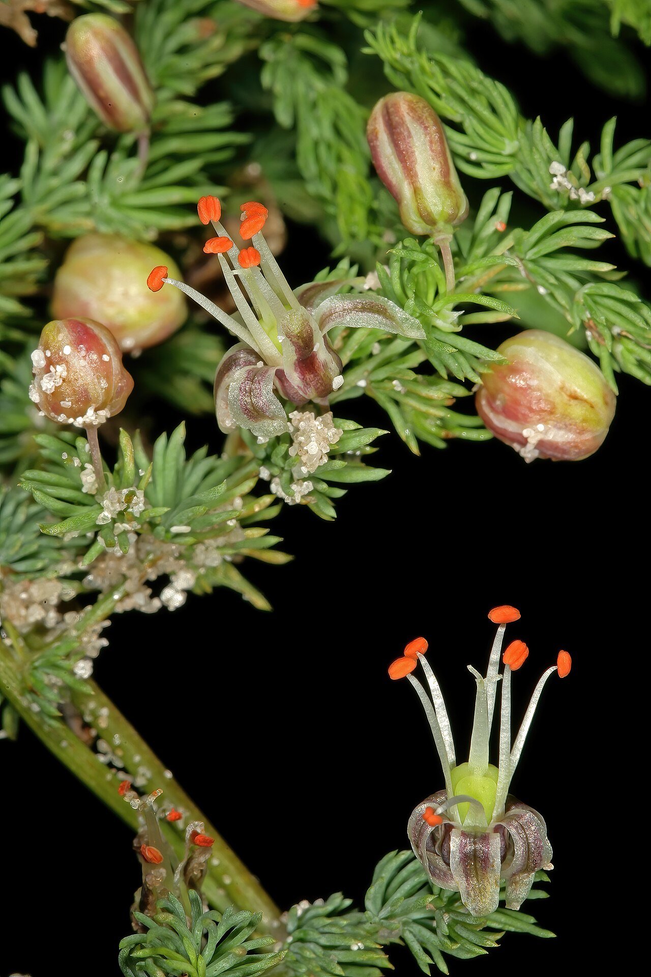 Asparagus declinatus: Asparagus declinatus , flowers, plant with adherent sand grains; in coastal dune scrub, Melkbosstrand, West Coast, Western Cape, South Africa