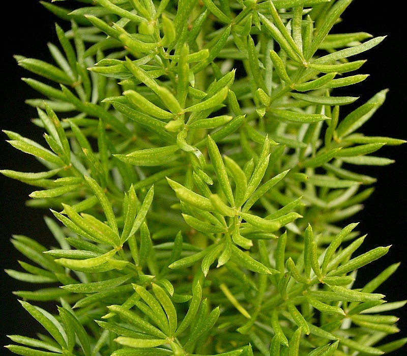 Cwebe asparagus fern: Asparagus densiflorus