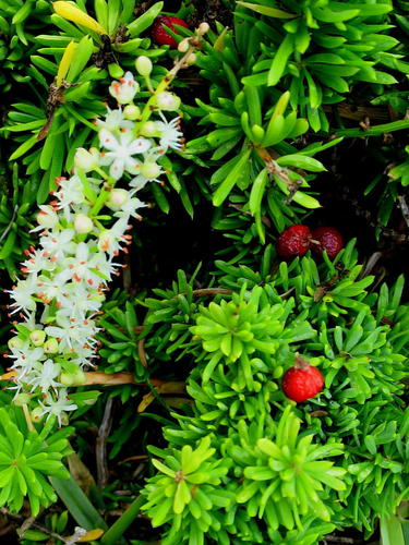 Cwebe asparagus fern (Asparagus densiflorus)