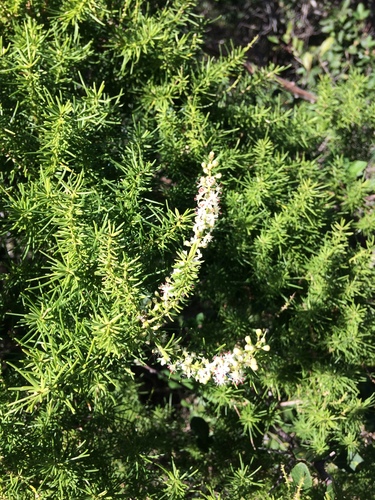 Cwebe asparagus fern (Asparagus densiflorus)