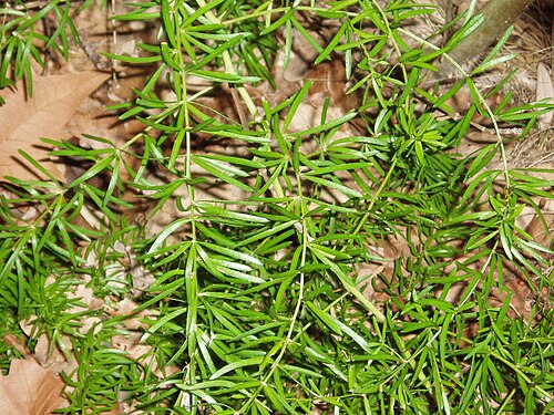 Cwebe asparagus fern (Asparagus densiflorus)