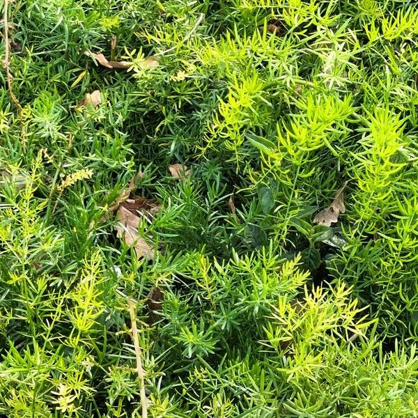 Cwebe asparagus fern (Asparagus densiflorus)