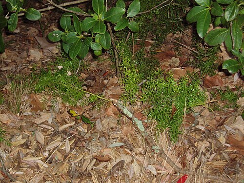 Cwebe asparagus fern (Asparagus densiflorus)