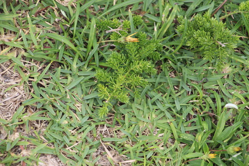 Cwebe asparagus fern (Asparagus densiflorus)