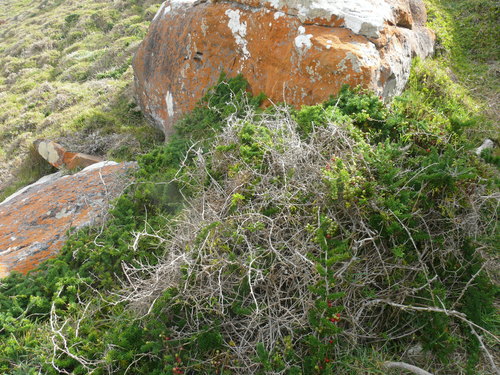 Cwebe asparagus fern (Asparagus densiflorus)