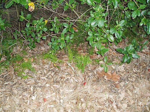 Cwebe asparagus fern (Asparagus densiflorus)