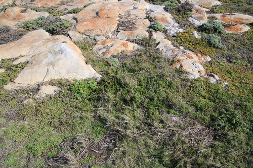 Cwebe asparagus fern (Asparagus densiflorus)