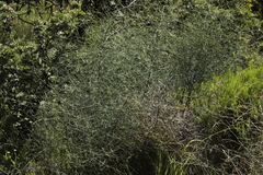 Asparagus denudatus (Asparagus denudatus)