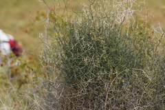 Asparagus denudatus (Asparagus denudatus)