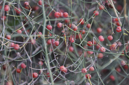 Asparagus denudatus (Asparagus denudatus)