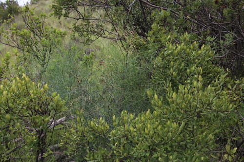 Asparagus denudatus (Asparagus denudatus)
